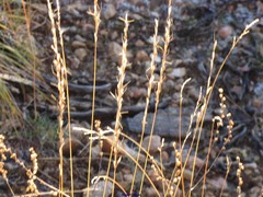 Helictochloa bromoides bromoides