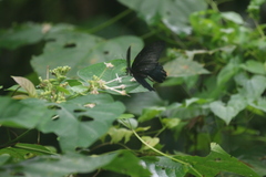 Papilio memnon