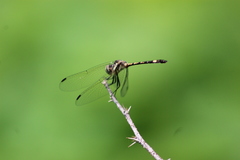 Micrathyria paulsoni