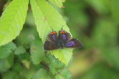 Heliophorus epicles