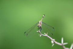 Micrathyria paulsoni