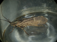 Limnephilus sparsus