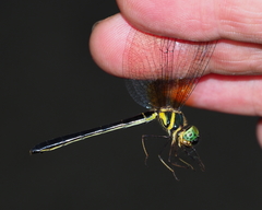 Idionyx thailandicus