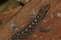 Phyllopezus pollicaris