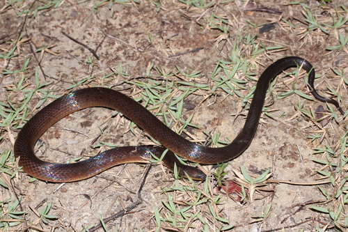 Photo of a Neckband Ground Snake (Atractus torquatus)