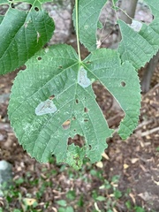 Phyllonorycter tiliacella