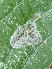 Phyllonorycter tiliacella