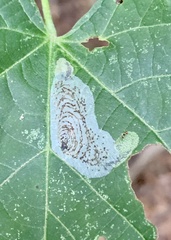 Phyllonorycter tiliacella