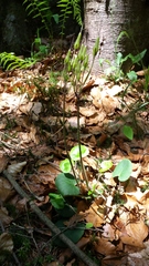 Soldanella montana