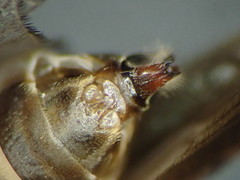 Limnephilus sparsus