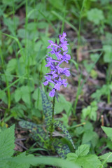 Dactylorhiza urvilleana
