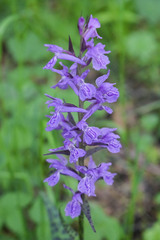 Dactylorhiza urvilleana