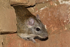 Thrichomys laurentius