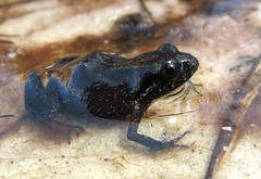 Arthroleptella lightfooti