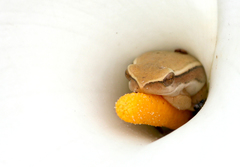 Hyperolius horstockii