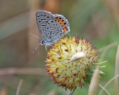 Icaricia lupini texanus
