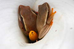 Hyperolius horstockii