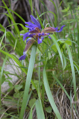 Iris colchica