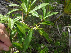Morinda royoc