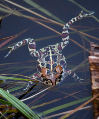 Panther Toad photo 4
