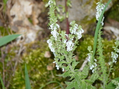 Anarrhinum duriminium