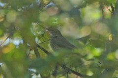 Turdus atrogularis × ruficollis