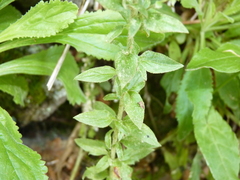 Anarrhinum duriminium