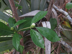 Morinda royoc