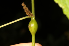 Neolasioptera boehmeriae