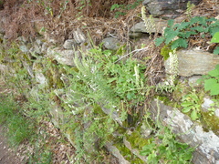 Anarrhinum duriminium