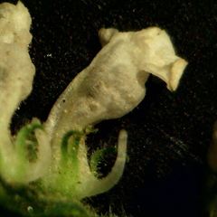 Anarrhinum duriminium