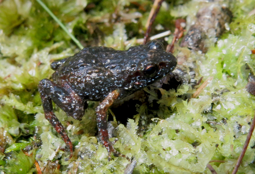 Drewes' Chirping Frog, Arthroleptella drewesii