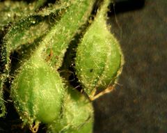 Anarrhinum duriminium