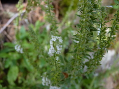 Anarrhinum duriminium