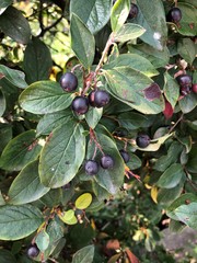 Cotoneaster acutifolius