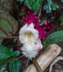Drymonia turrialvae
