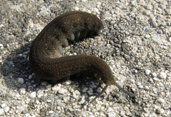 Peripatopsis lawrencei