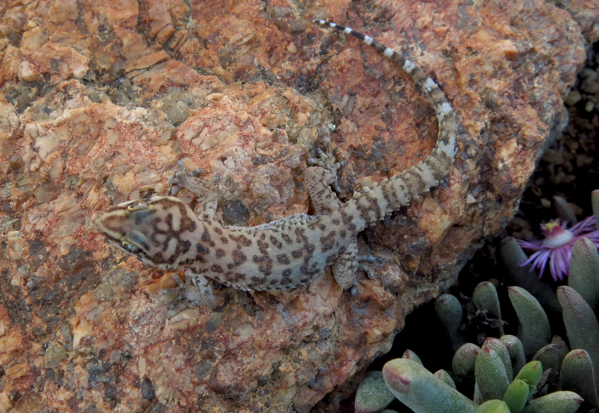 Pachydactylus weberi Roux, 1907