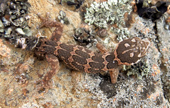 Pachydactylus barnardi