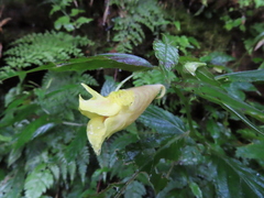 Impatiens tayemonii