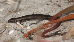 Tetradactylus seps