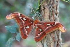Attacus