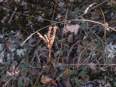 Petrosedum sediforme