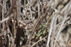 Bitis cornuta
