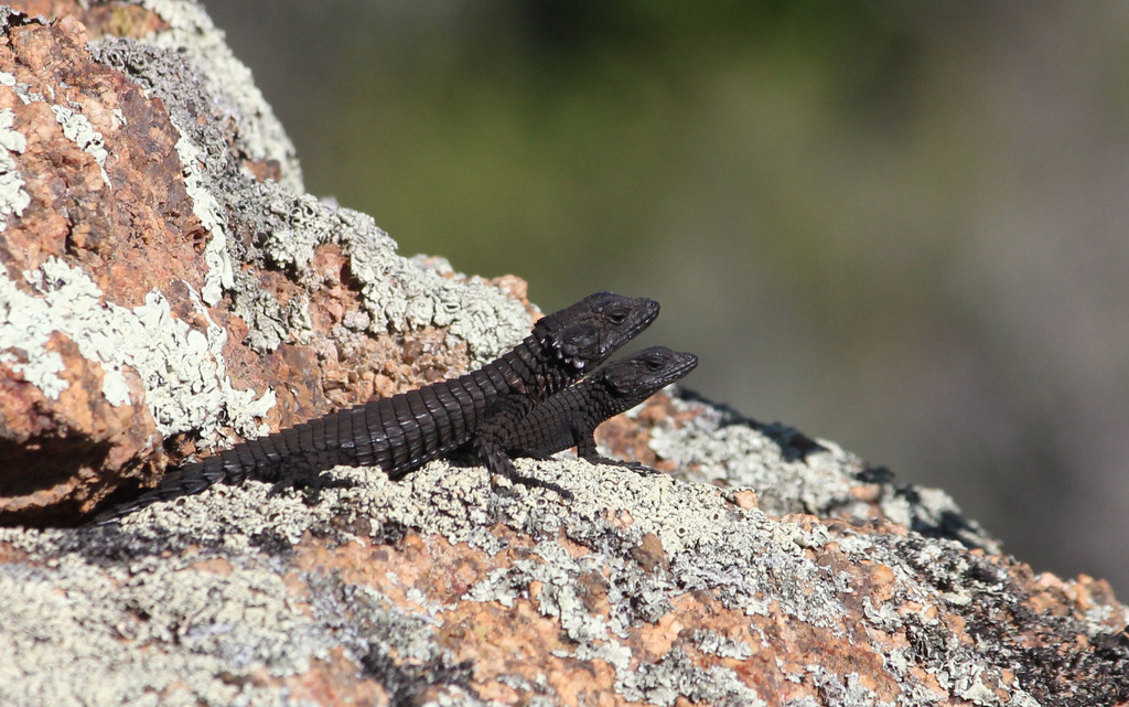 Peers' Girdled Lizard