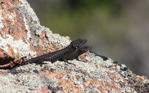 Peers’ Girdled Lizard, Namazonurus peersi
