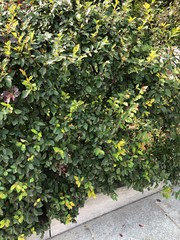 Cotoneaster acutifolius