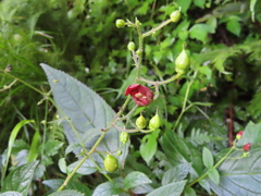 Scrophularia yoshimurae