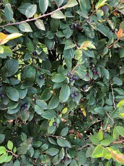 Cotoneaster acutifolius