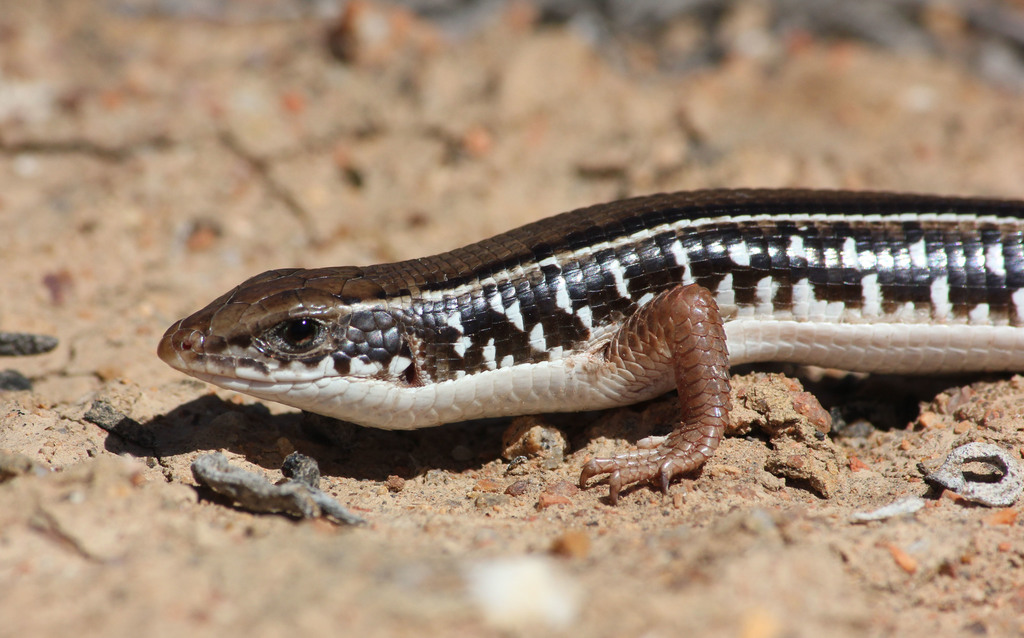 Karoo Plated Lizard